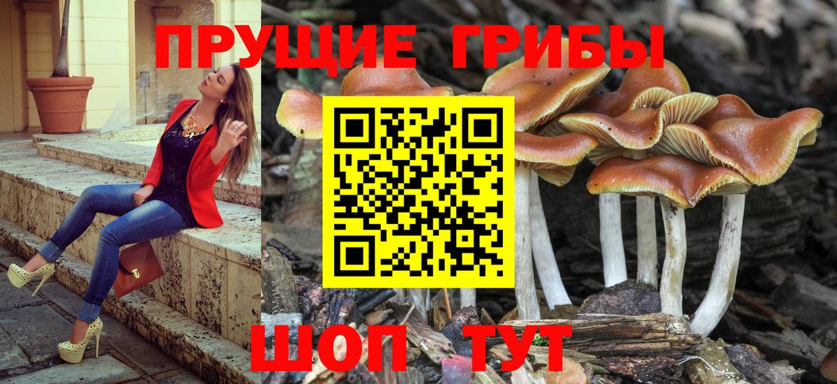 Долгопрудный  Галлюциногенные грибы Psilocybine cubensis  Вход с VPN  Галлюциногенные грибы прущие грибы 